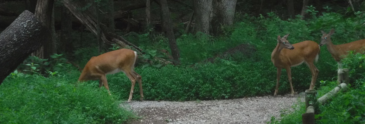 Deer at Radnor Lake State Park