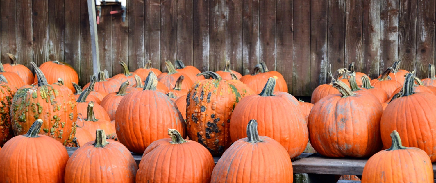 pumpkins